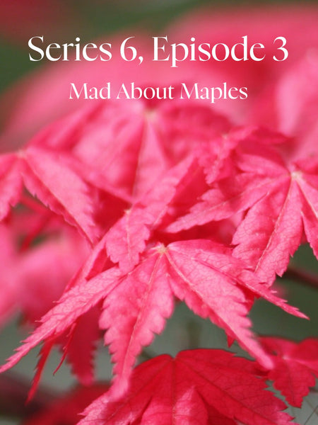 Mad About Maples