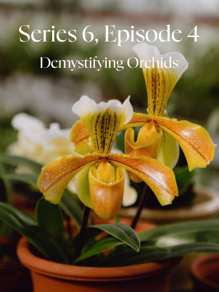 Demystifying Orchids with Rose Armstrong