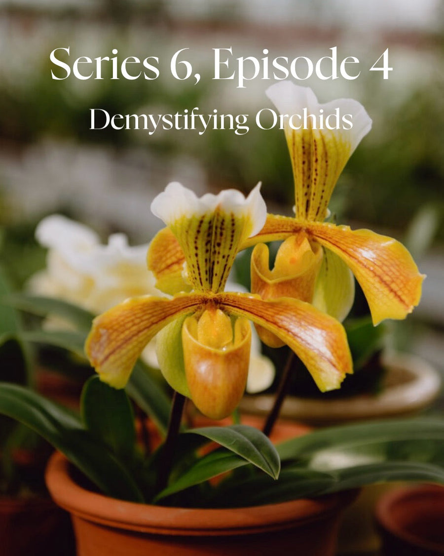 Demystifying Orchids with Rose Armstrong