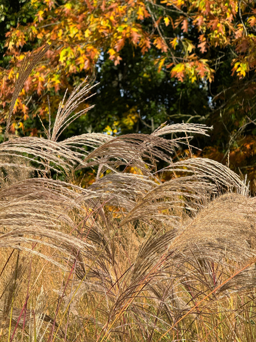 Your Garden In November