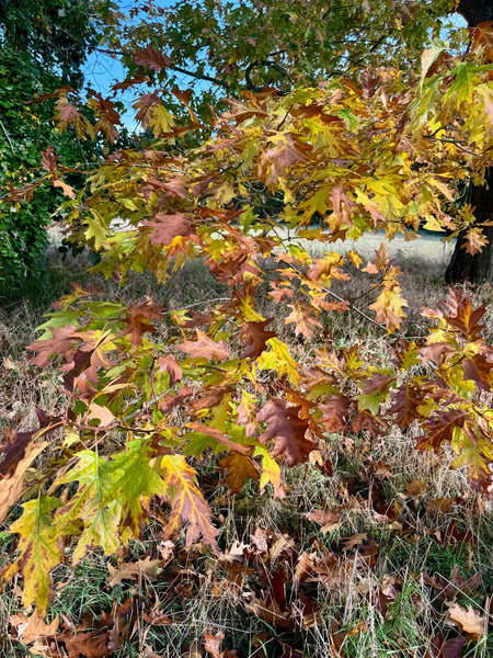 Five Ways To Use Fallen Leaves In Your Garden
