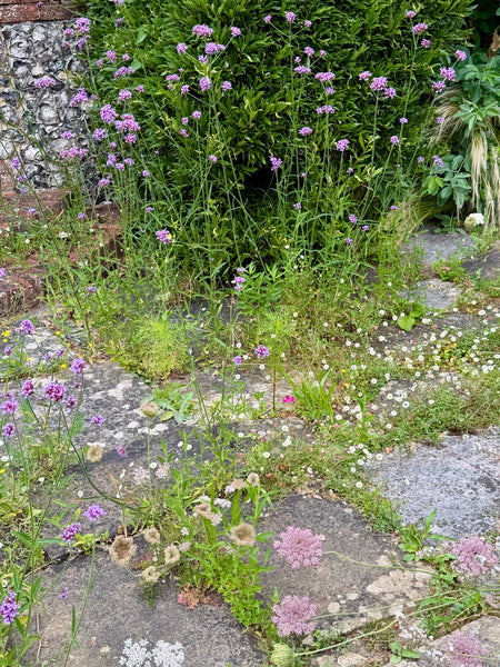 Mind the Gap: How to Remove Weeds from Paving and Some You Might Want to Keep