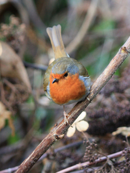 Your Garden In December