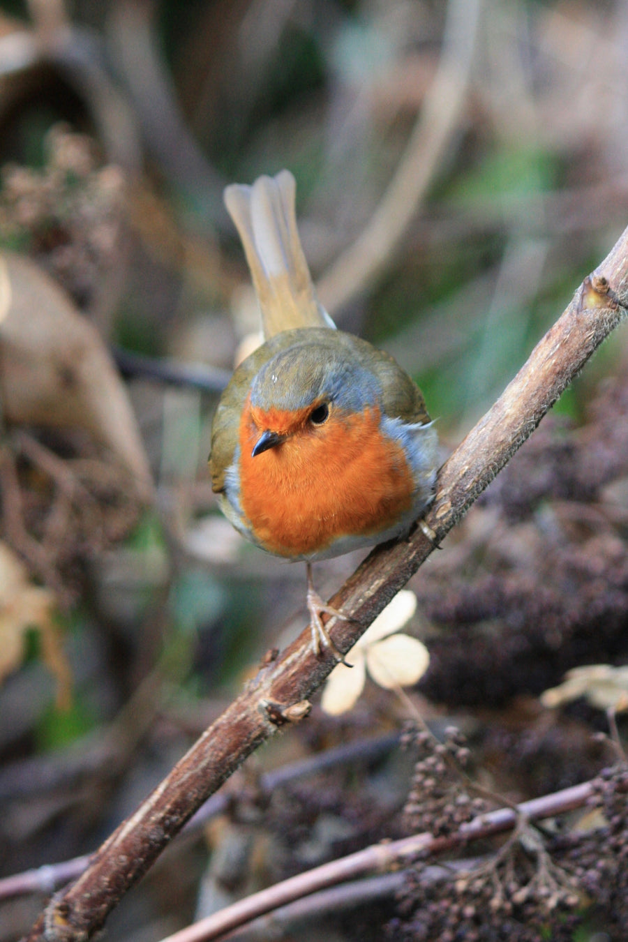 Your Garden In December