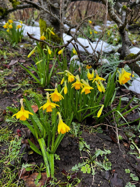 How To Revive Snow-Damaged Plants