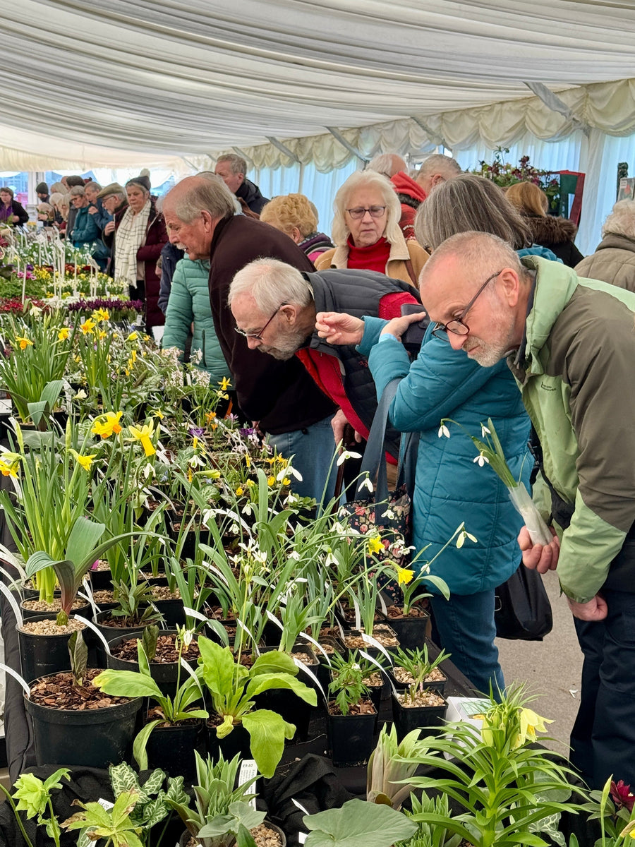 Alpine Garden Society Early Spring Show