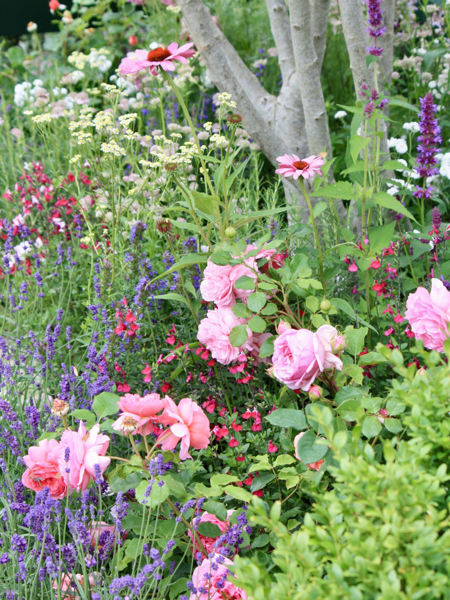 5 Ways To Keep Your Summer Garden Blooming