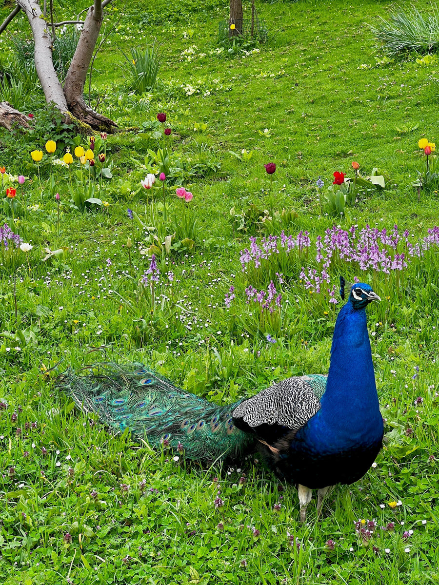Open Garden & Plant Sale, Saltwood Castle, Hythe