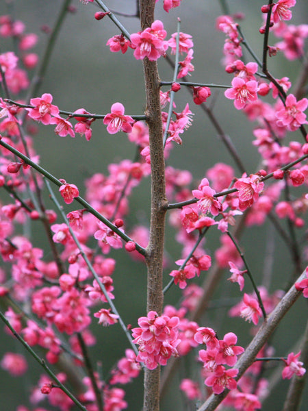 Preparing Your Garden For A Cold Snap