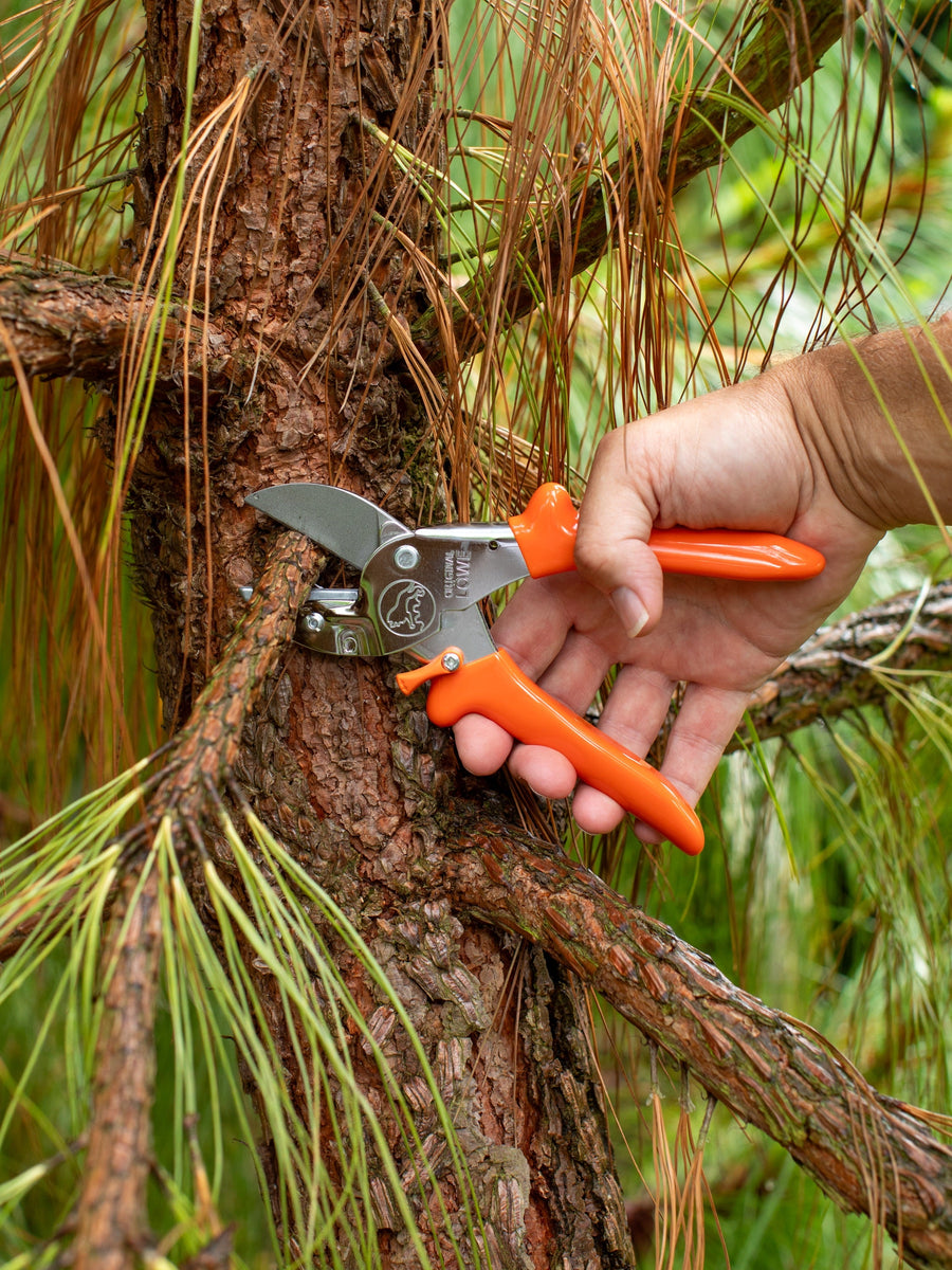 Ten Plants to Prune in Autumn, and Eight You Should Leave Well Alone