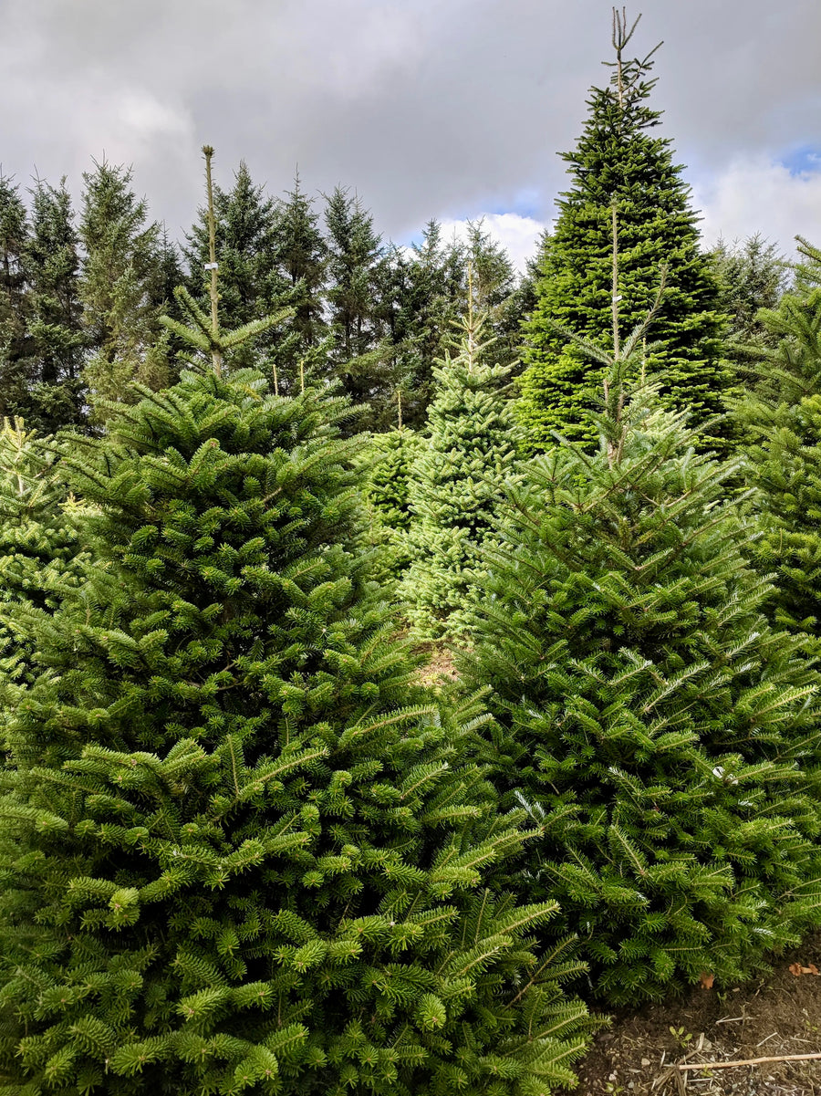 Choosing The Perfect Real Christmas Tree Dan Cooper Garden