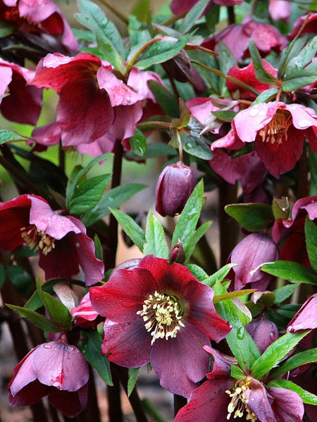 20 Indispensable Plants for Winter Colour and Scent