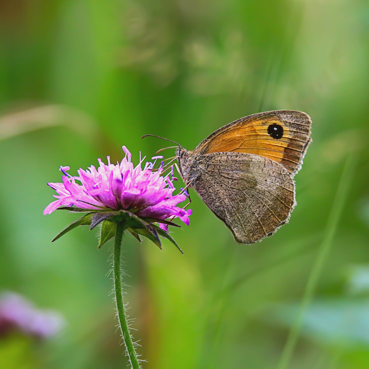 Kent Wildflower Seeds