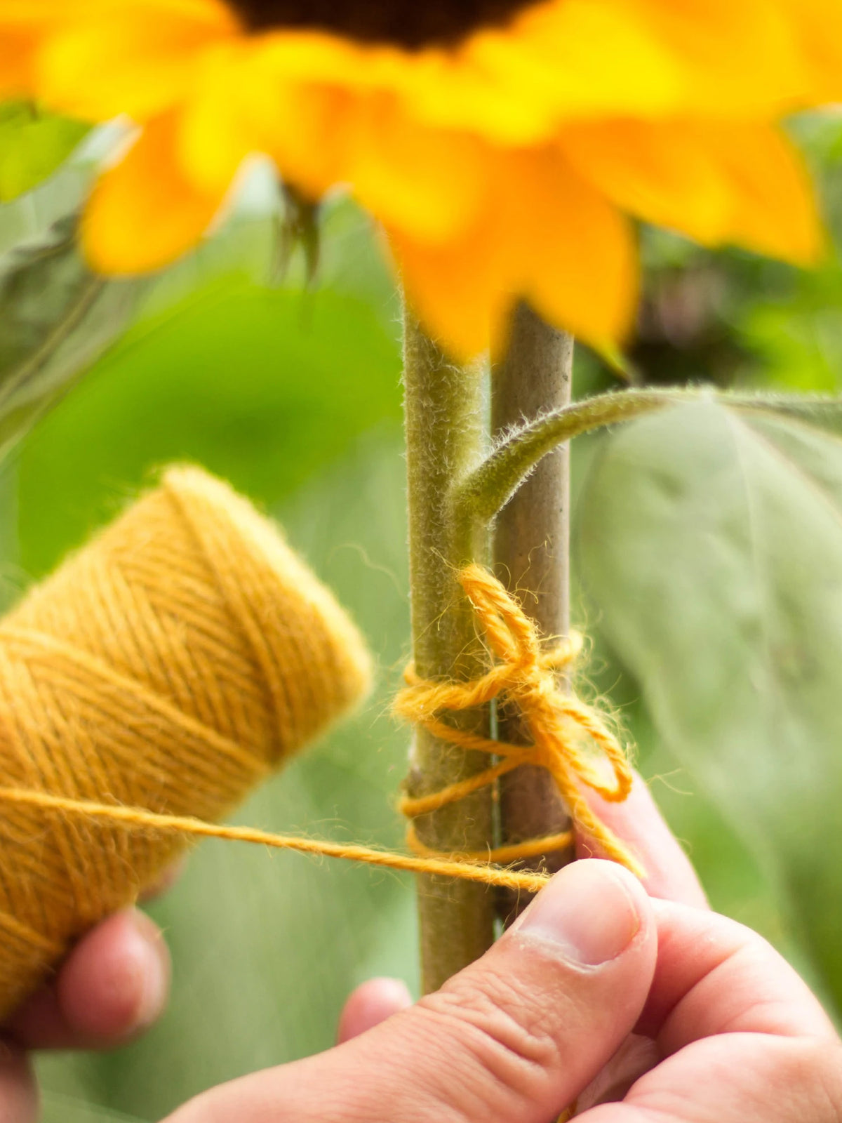 Twool Sustainable Wool Garden Twine, Green 35m – Dan Cooper Garden
