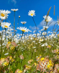 Kent Wildflower Seeds - Oxeye Daisy (Leucanthemum vulgare)