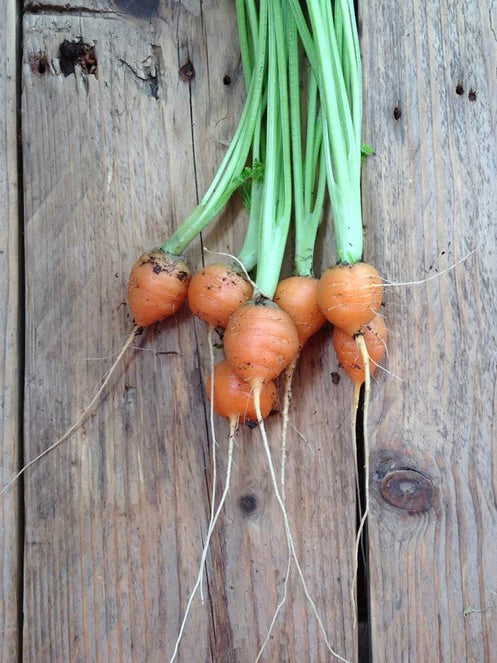PICCOLO SEEDS - CARROT 'PARIS MARKET'
