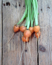 PICCOLO SEEDS - CARROT 'PARIS MARKET'