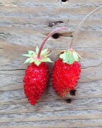 PICCOLO SEEDS - ALPINE STRAWBERRY 'Baron von Solemacher'