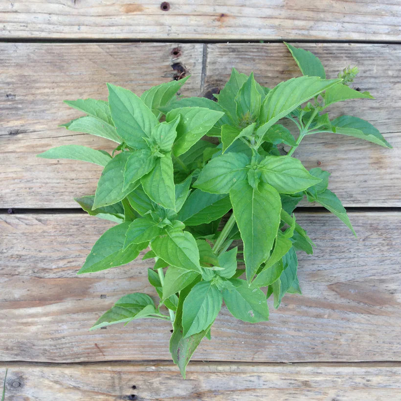 PICCOLO SEEDS - BASIL 'Mrs Burns' Lemon'