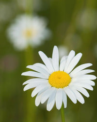 Kent Wildflower Seeds - Oxeye Daisy (Leucanthemum vulgare)