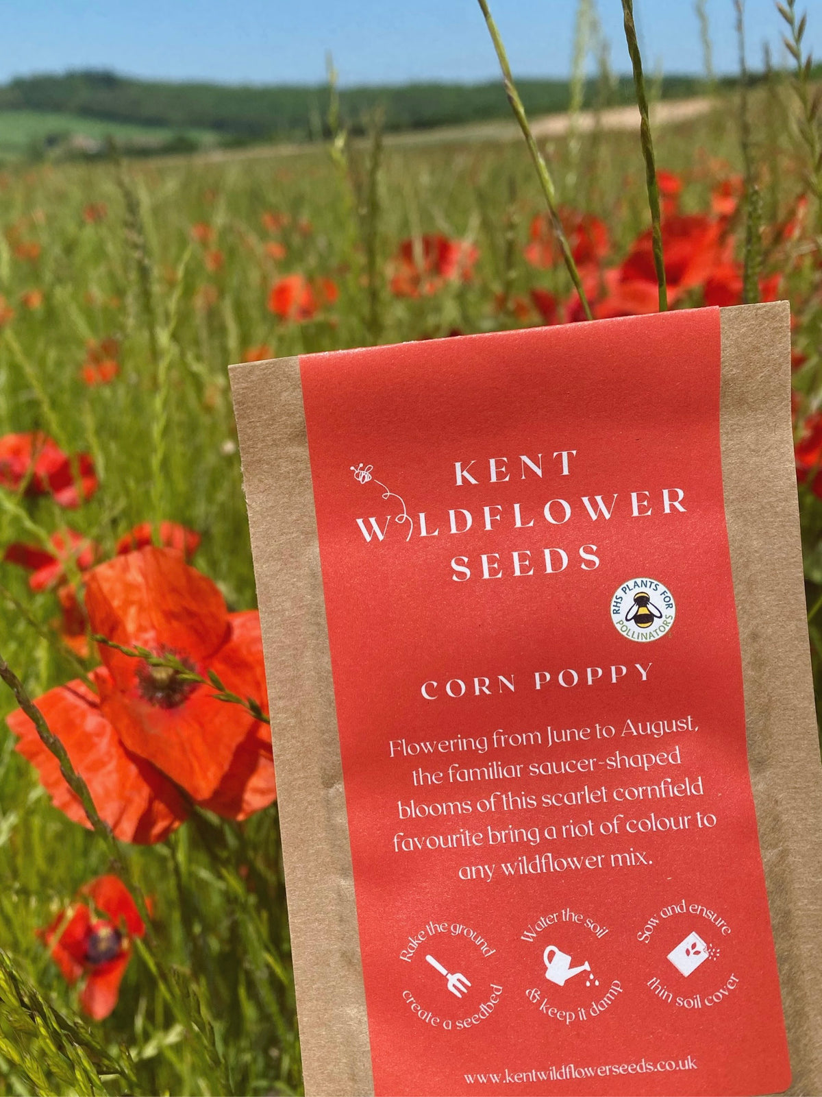 Kent Wildflower Seeds - Corn Poppy (Papaver rhoeas)