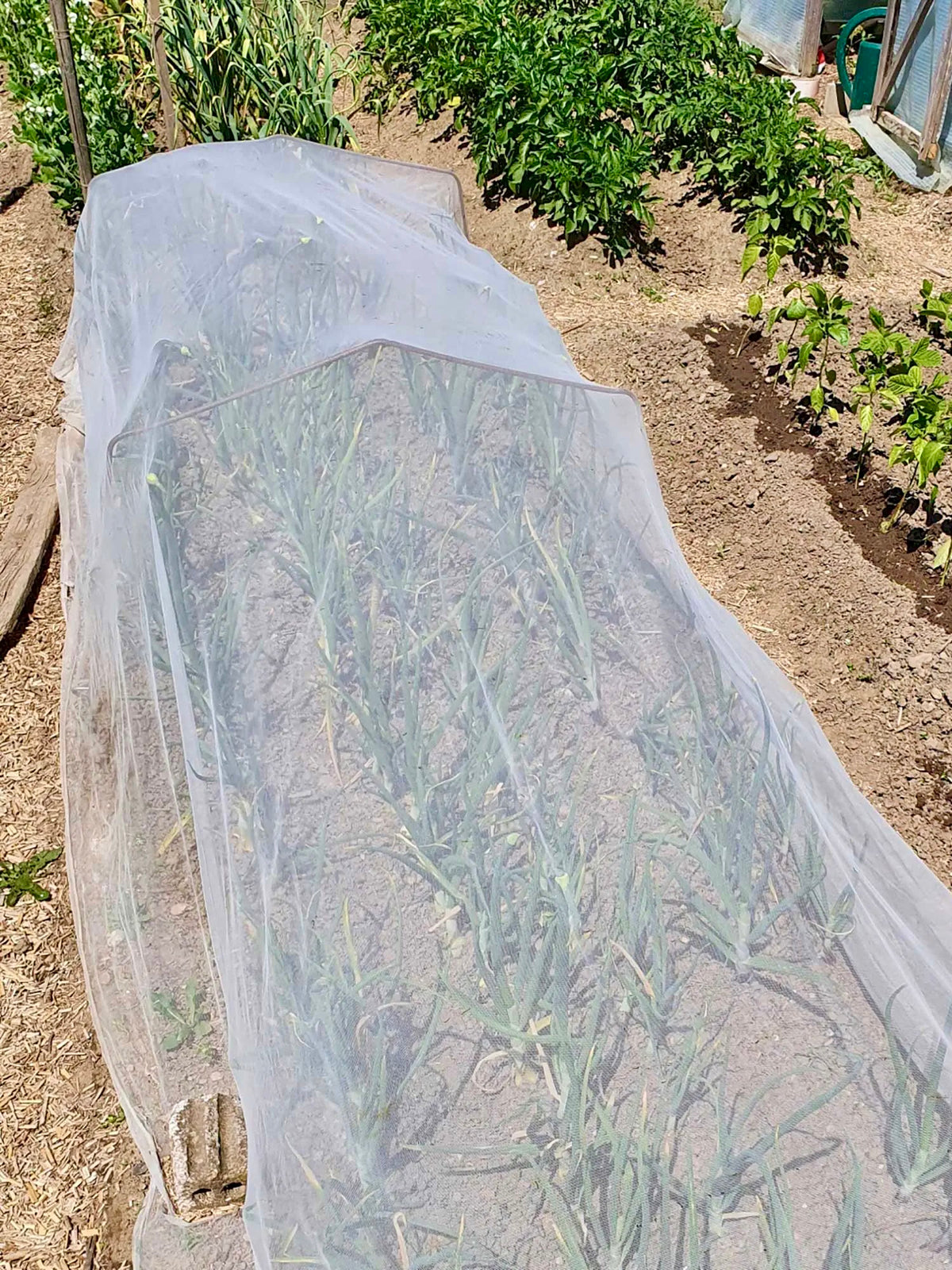 Insectonet Plastic-Free Insect Net