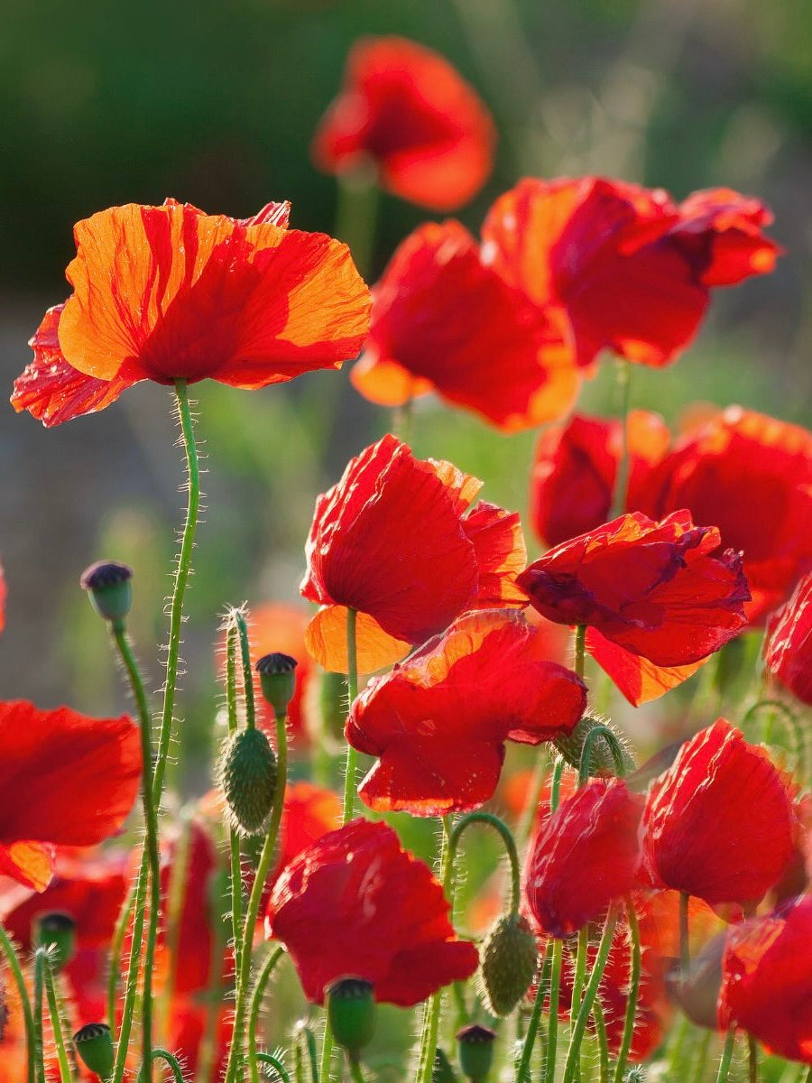 Kent Wildflower Seeds - Corn Poppy (Papaver rhoeas)