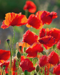 Kent Wildflower Seeds - Corn Poppy (Papaver rhoeas)