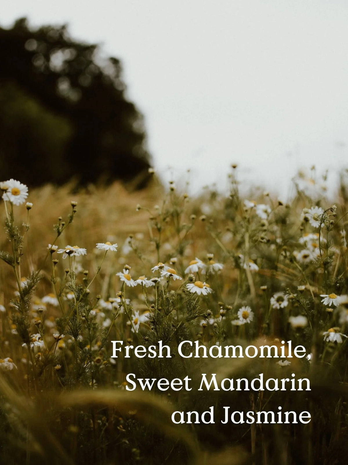Field Day Jam Jar Candle - Chamomile