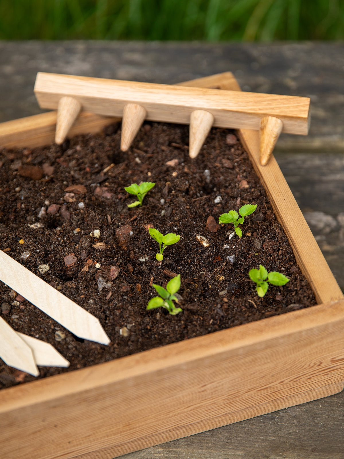 Creamore Mill Oak Seed Tray Dibber