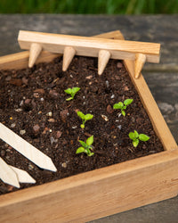 Creamore Mill Oak Seed Tray Dibber