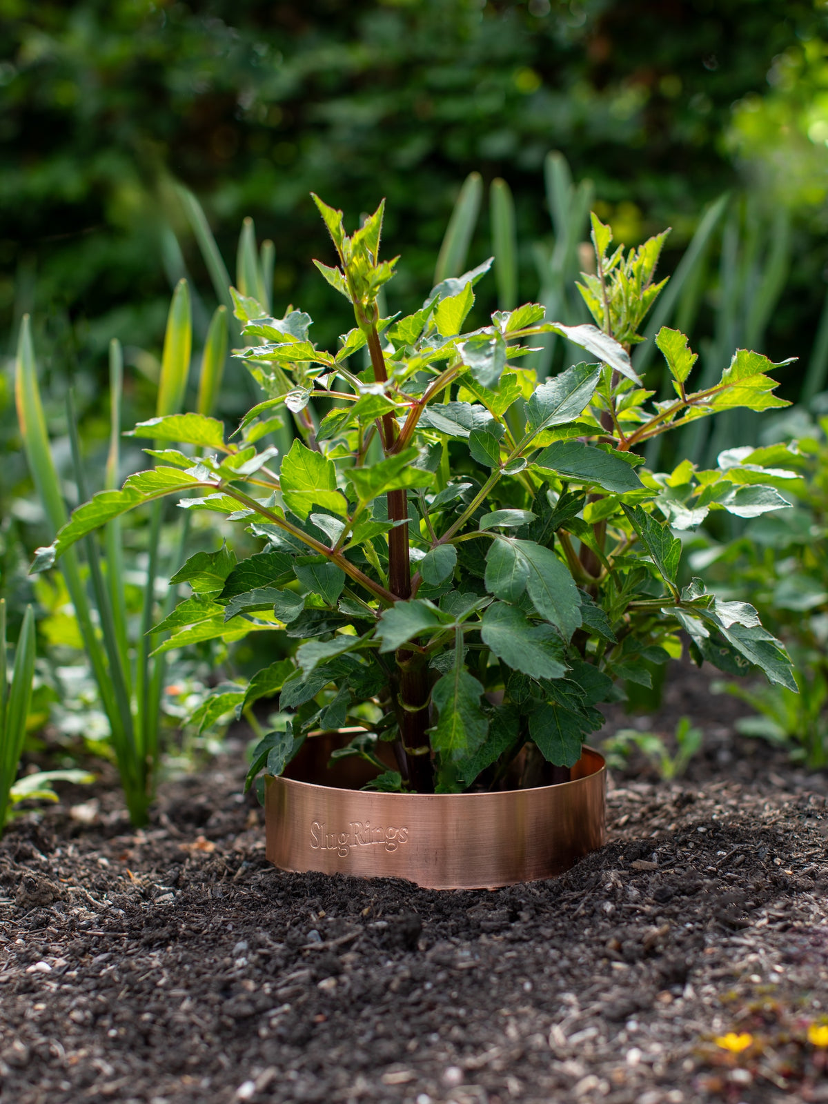 Slug and Snail Repellent Copper Ring, Large