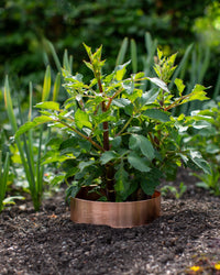 Slug and Snail Repellent Copper Ring, Large