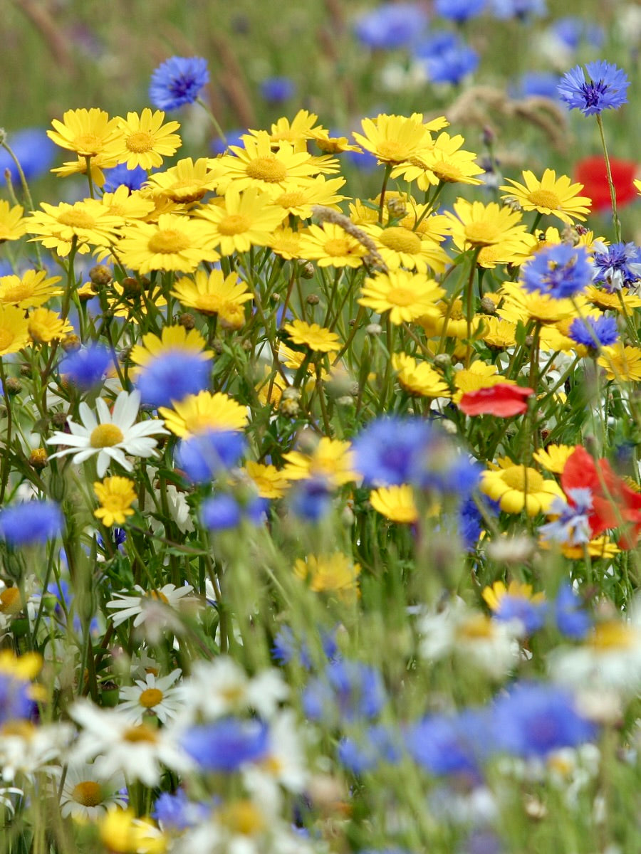 kent wildflower seeds Kent Wildflower Seeds
