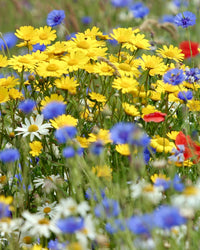 Kent Wildflower Seeds - Bright Cornfield Annuals Mix