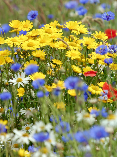 Kent Wildflower Seeds - Colourful Cornfield Annuals Mix