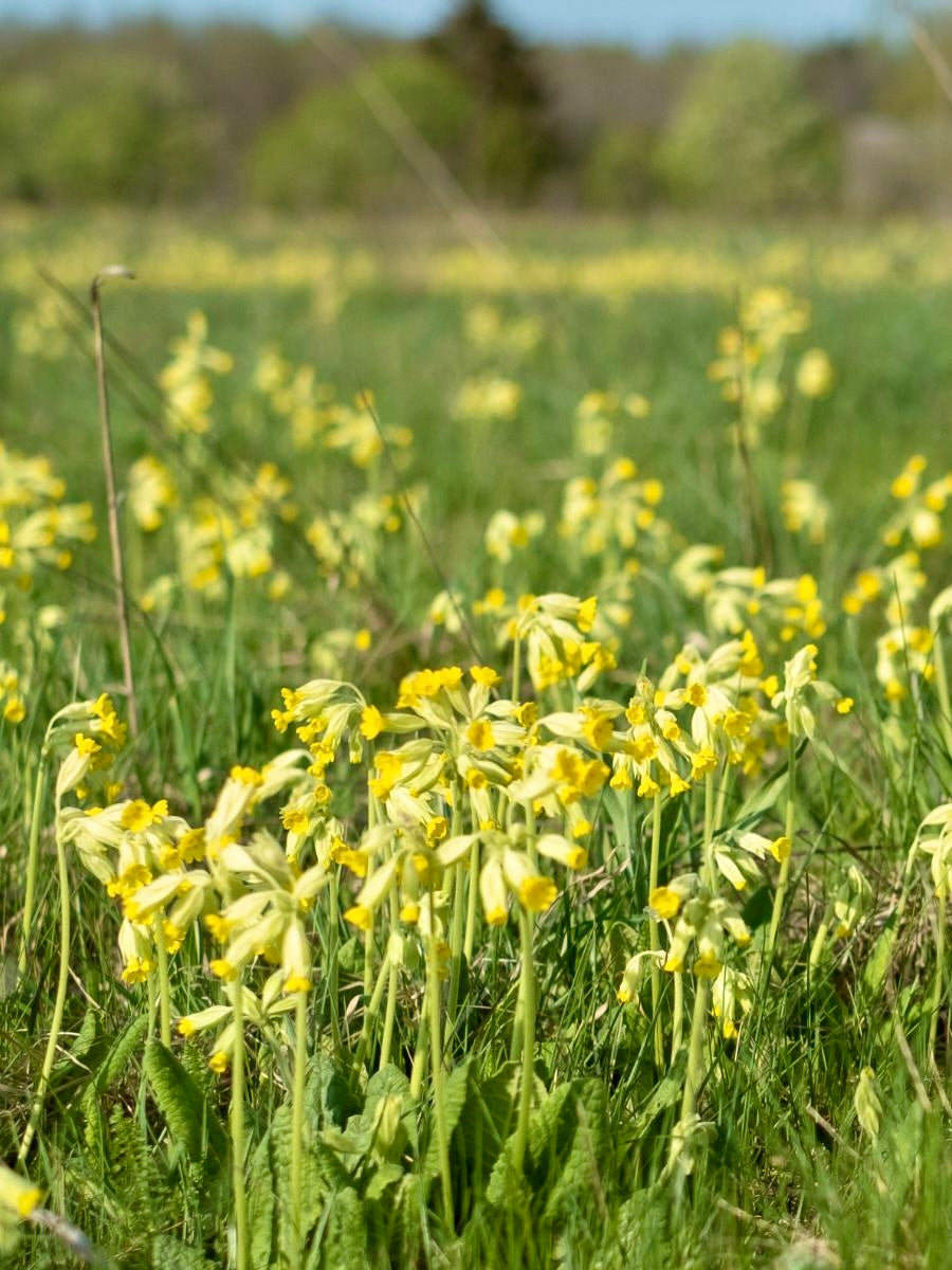 Kent Wildflower Seeds - Cowslip (Primula veris)