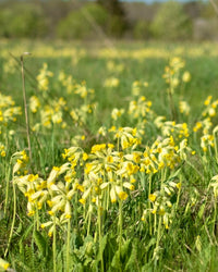 Kent Wildflower Seeds - Cowslip (Primula veris)