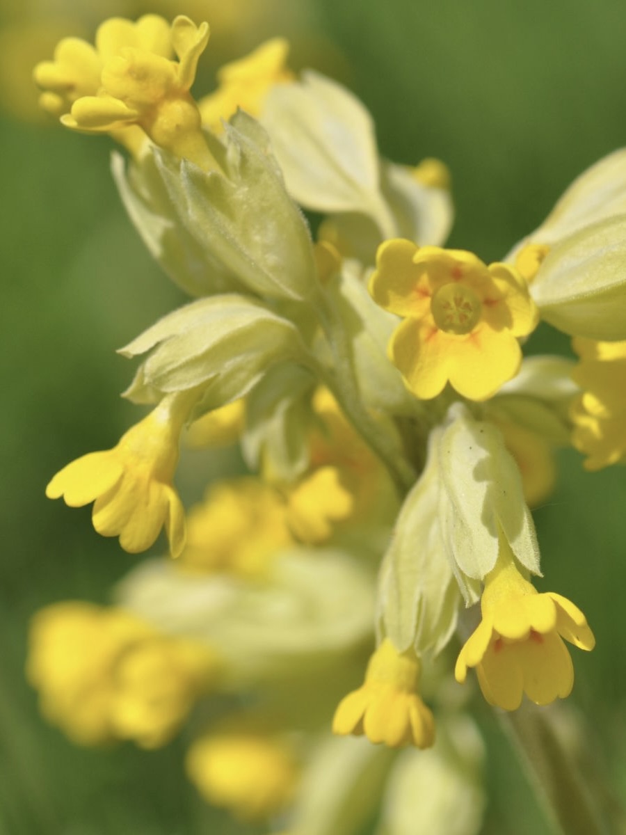 Kent Wildflower Seeds - Cowslip (Primula veris)