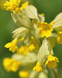 Kent Wildflower Seeds - Cowslip (Primula veris)