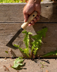 Signature Crack and Crevice Weeder