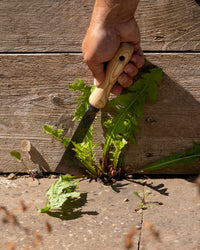 Signature Crack and Crevice Weeder