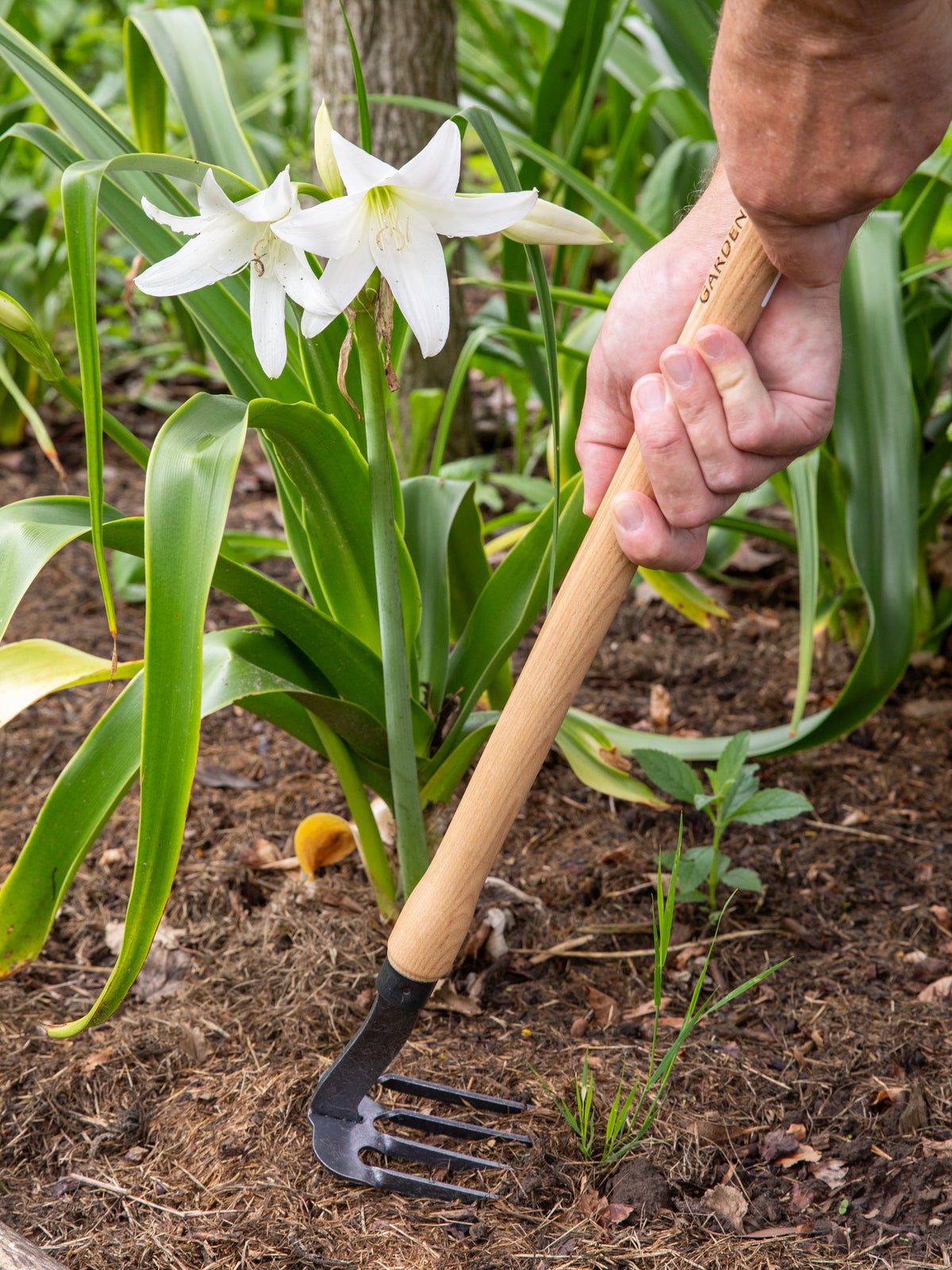 Signature Mid-Length 4 Tine Weeder & Cultivator