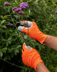 Person wearing orange gloves touching purple verbena bonariensis against a green background