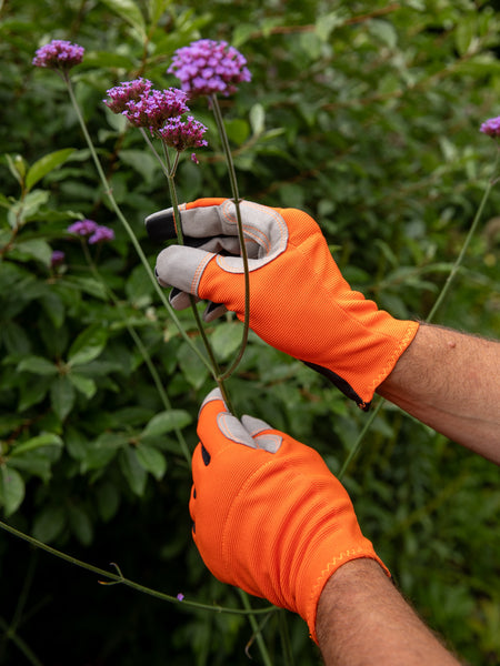 Person wearing orange gloves touching purple verbena bonariensis against a green background