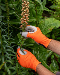Person wearing orange gardening gloves holding a foxglove with green leaves and orange flowers