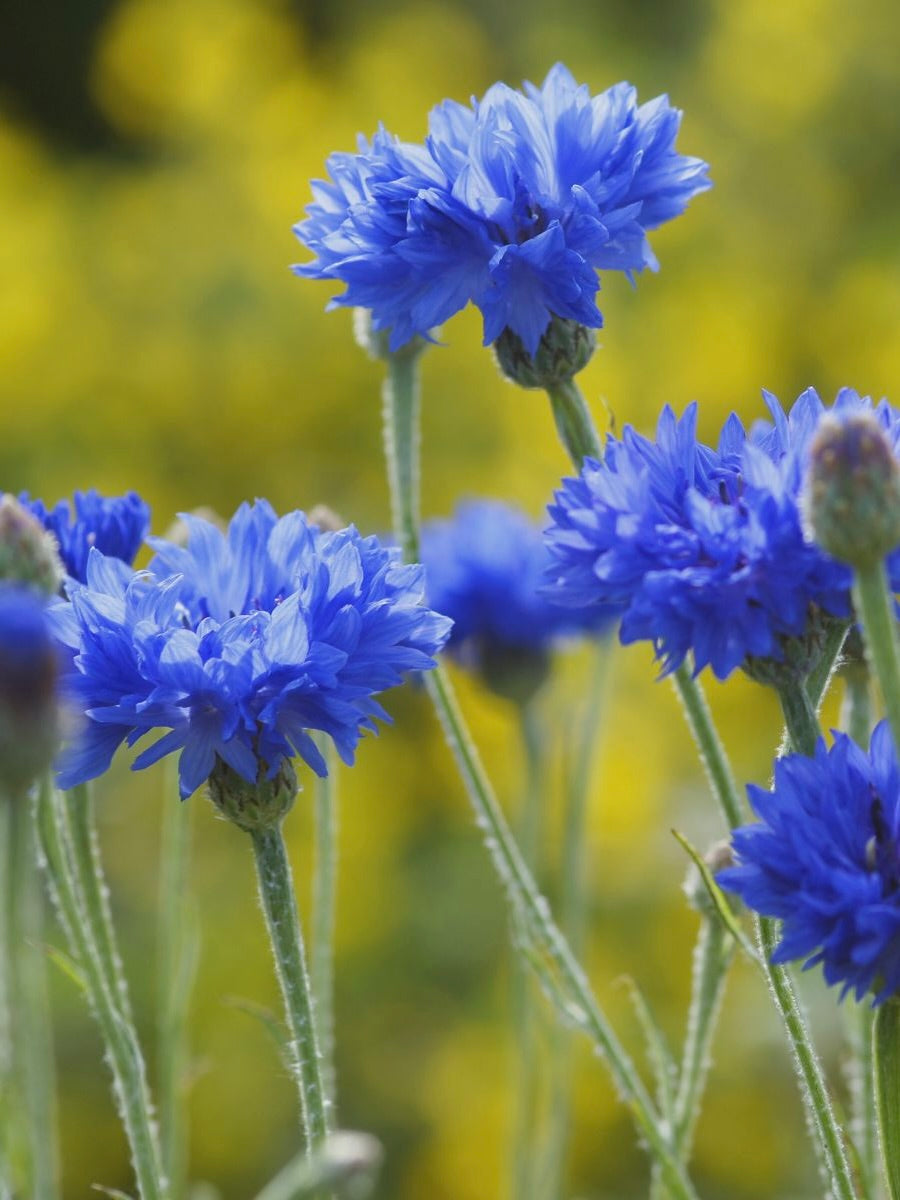 Kent Wildflower Seeds - Cornflower (Centaurea cyanus)