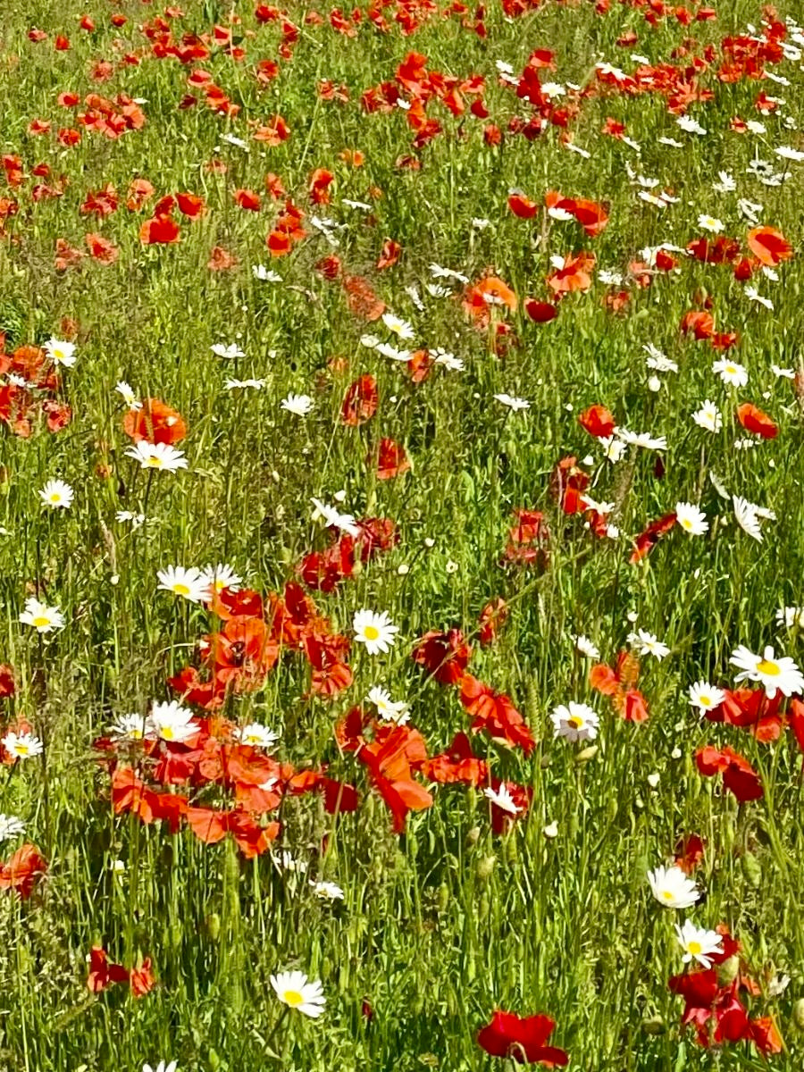 Kent Wildflower Seeds - Corn Poppy (Papaver rhoeas)