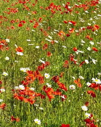 Kent Wildflower Seeds - Corn Poppy (Papaver rhoeas)