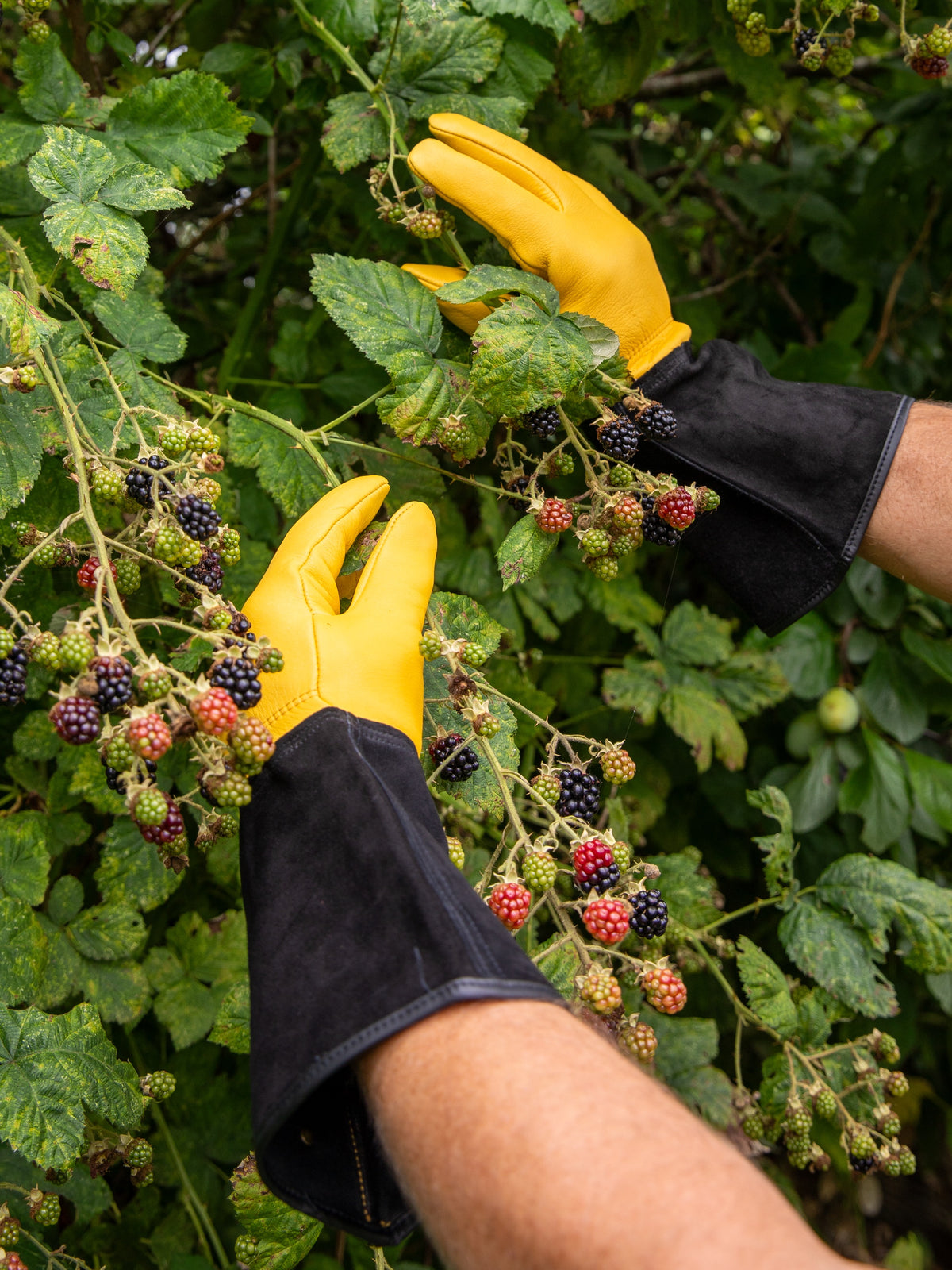 Person wearing yellow leather gloves picking blackberries from a bush
